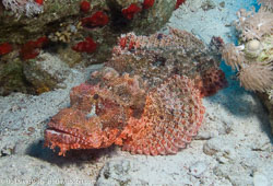 BD-071210-Sharm-100806-Scorpaenopsis-oxycephala-(Bleeker.-1849)-[Caledonian-devilfish].jpg